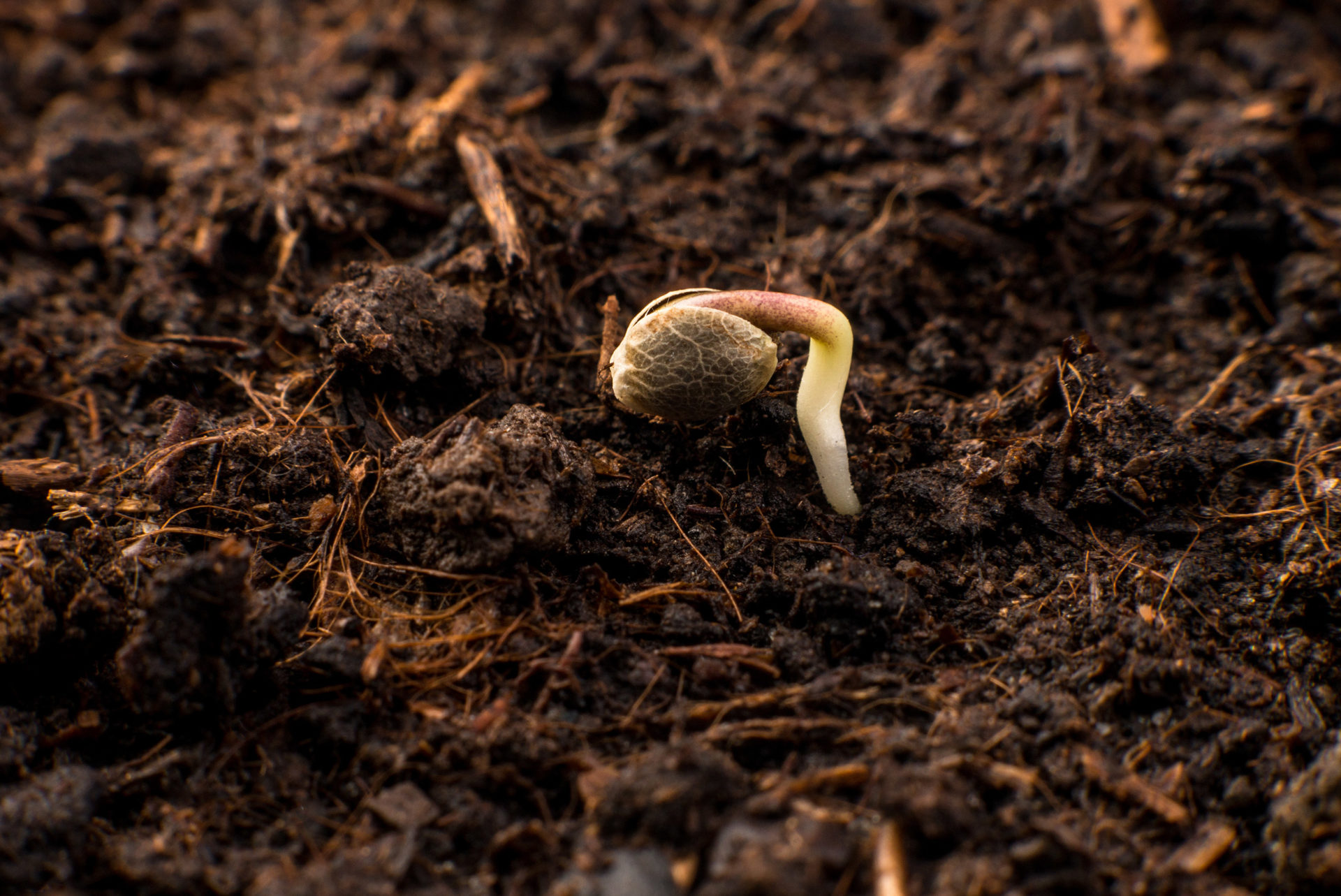 Comment Faire Germer Des Graines De Cannabis Weedseedshop