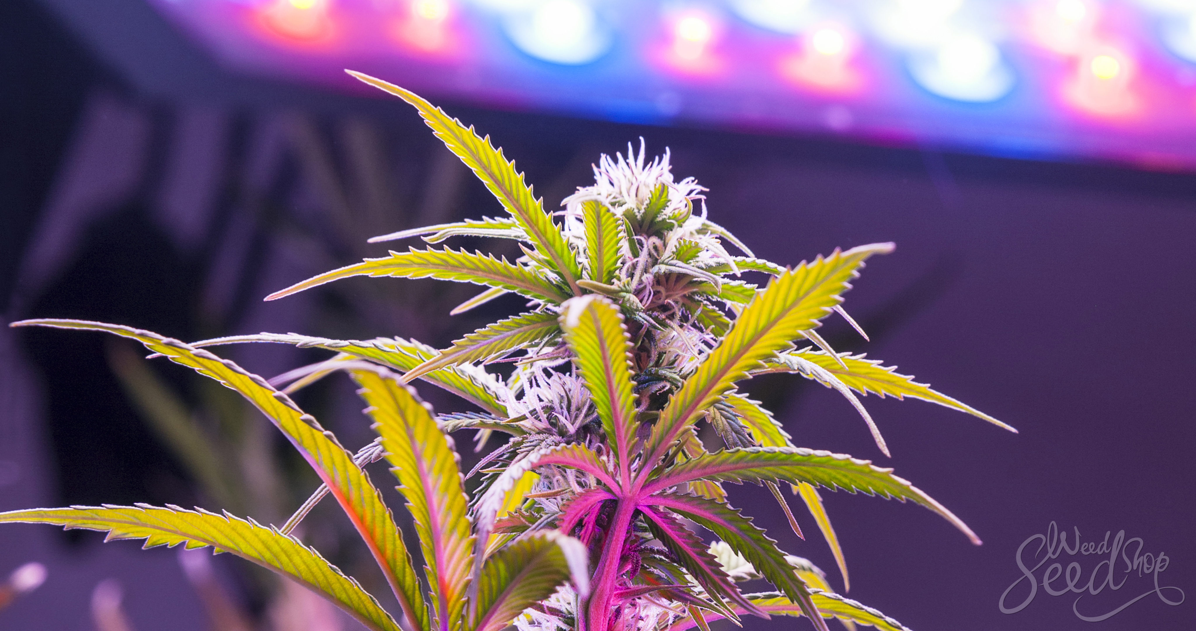 Synes godt om Skal Skabelse Top 10 Best LED Grow Lights on the Market - WeedSeedShop