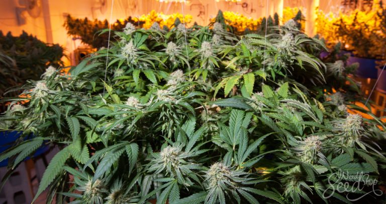 The 10 best strains for growing weed indoors