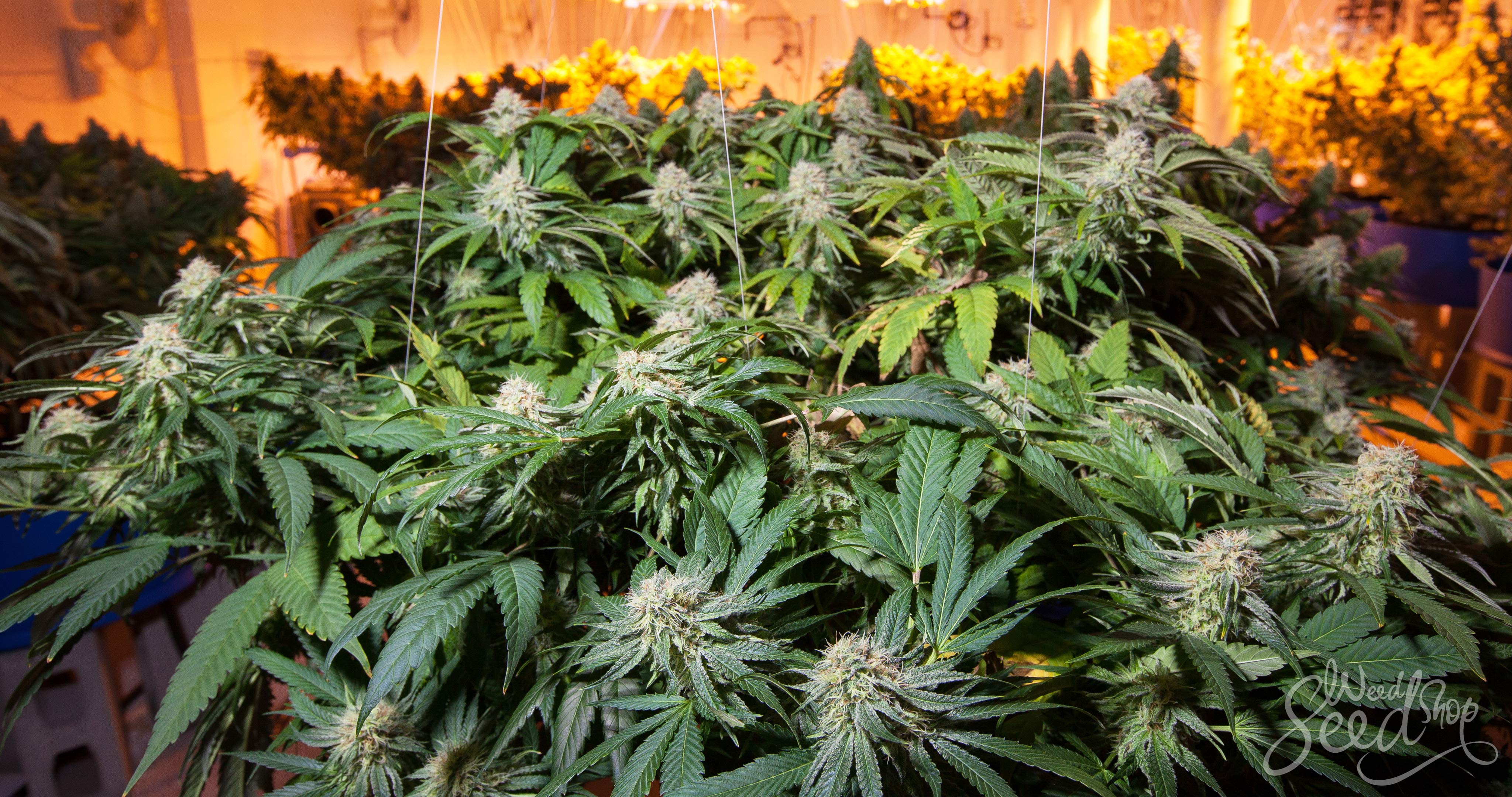 10 Best Strains for Growing Weed Indoors - WeedSeedShop