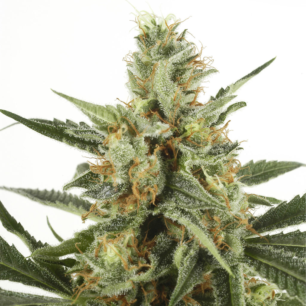 10 Best Strains for Growing Weed Indoors - WeedSeedShop