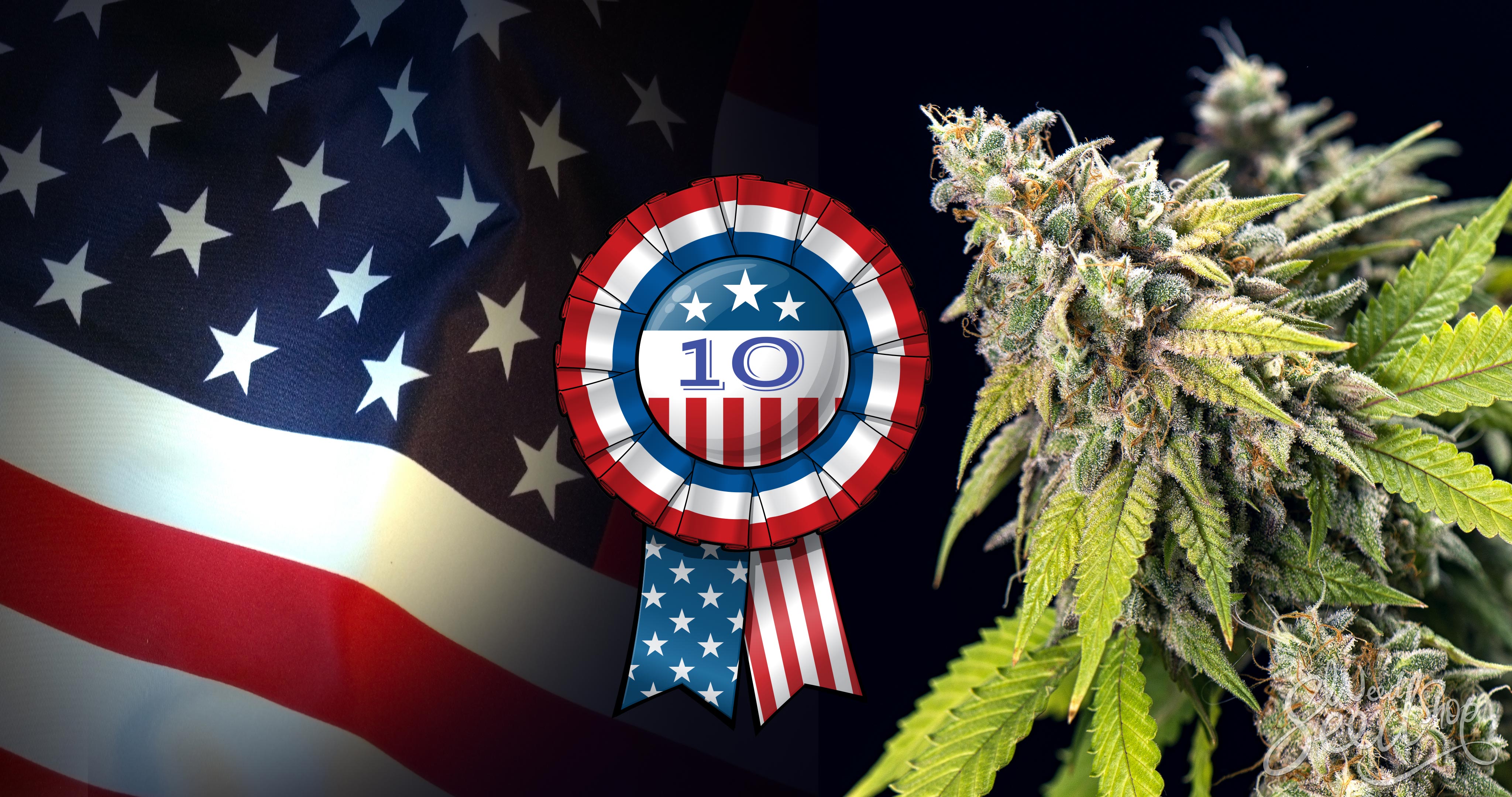 10 Cannabissorten, die in den USA ein Hit sind - WeedSeedShop Blog