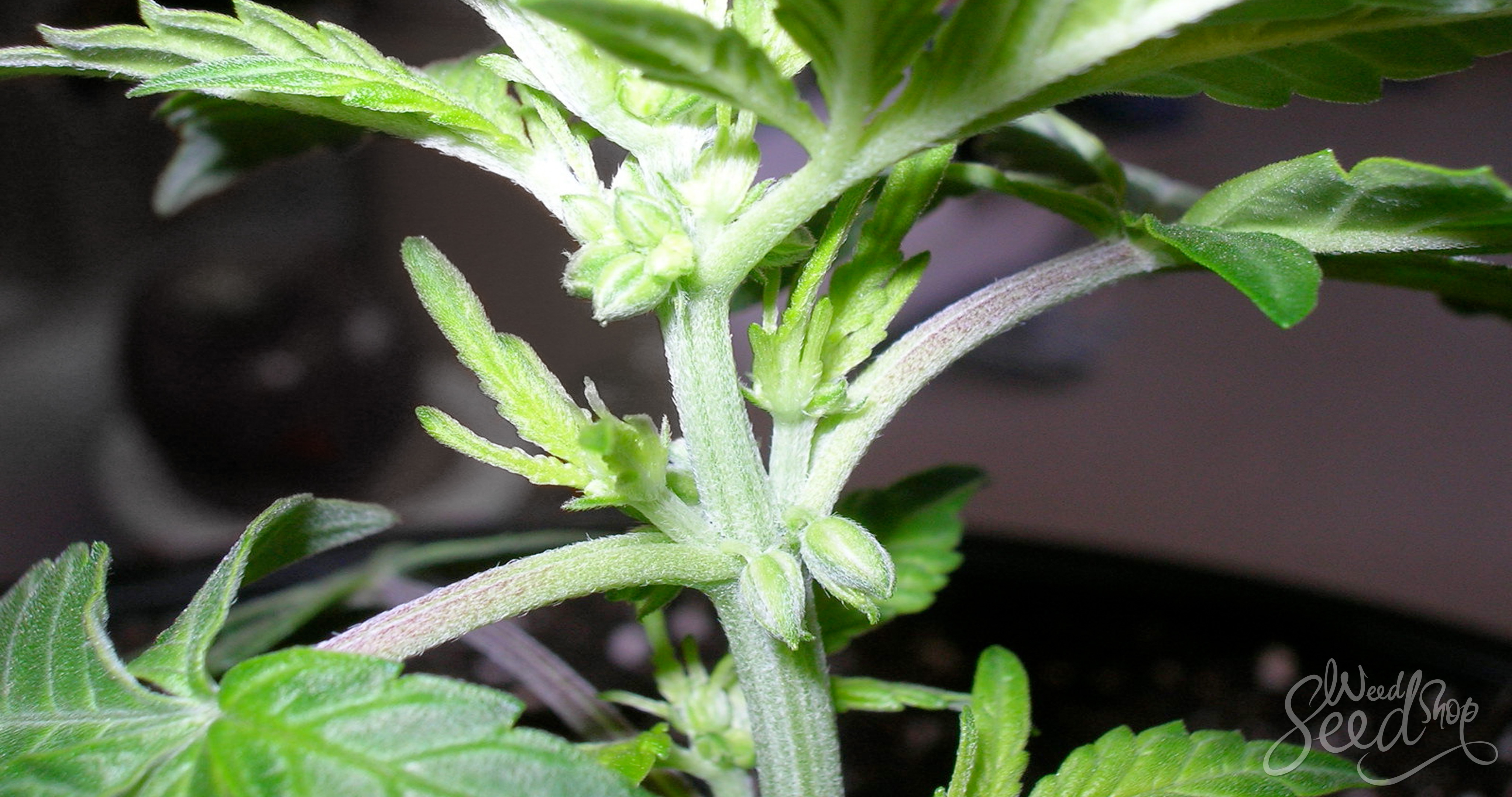 How To Spot And Avoid Hermaphrodite Plants Weedseedshop