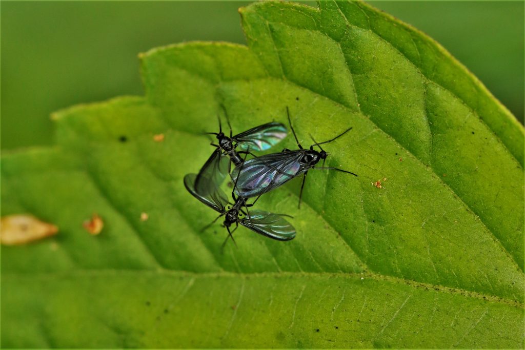 What Are Fungus Gnats & How to Kill Them? - WeedSeedShop