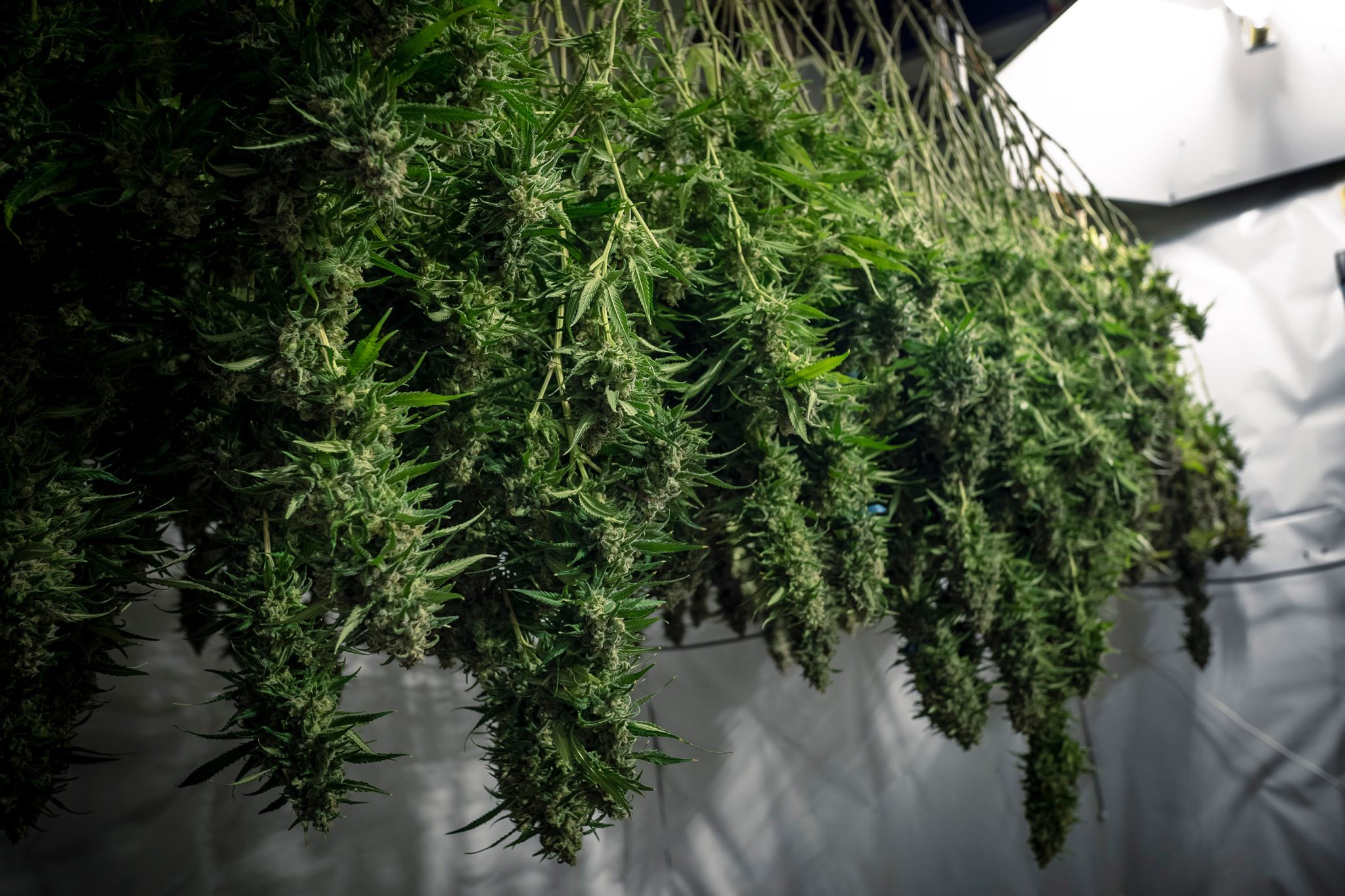 Sea Of Green (SOG): A Complete Guide To Upping Your Yields - WeedSeedShop