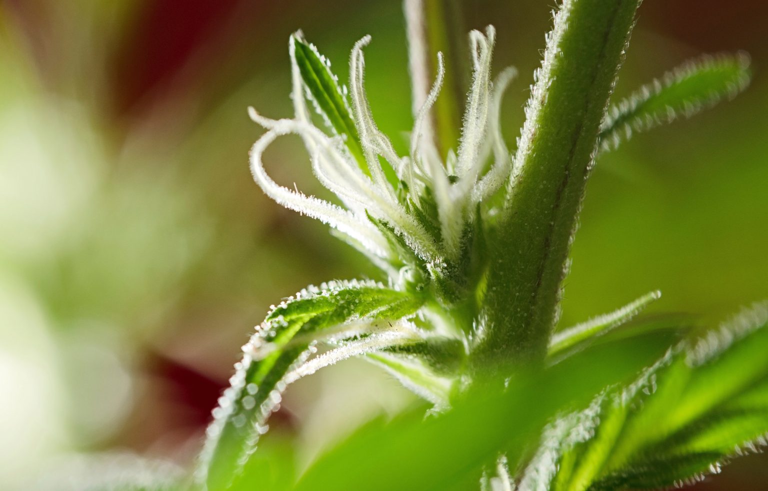 First Signs of Flowering What to Look For