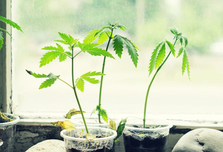 How to Grow Weed Indoors Without Lights