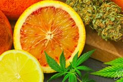 5 formas para rehidratar tu marihuana - WeedSeedShop