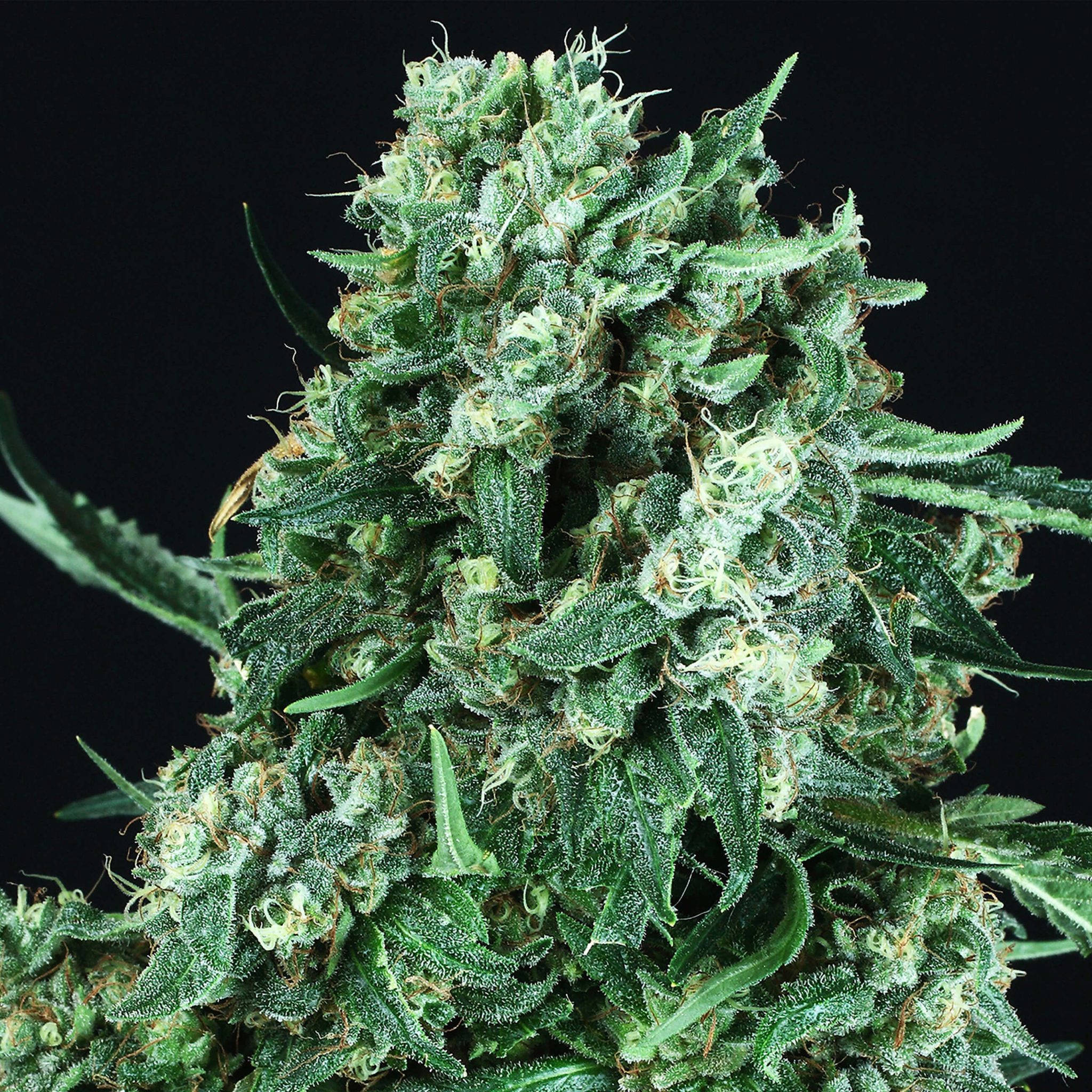 9 Best Kush Strains
