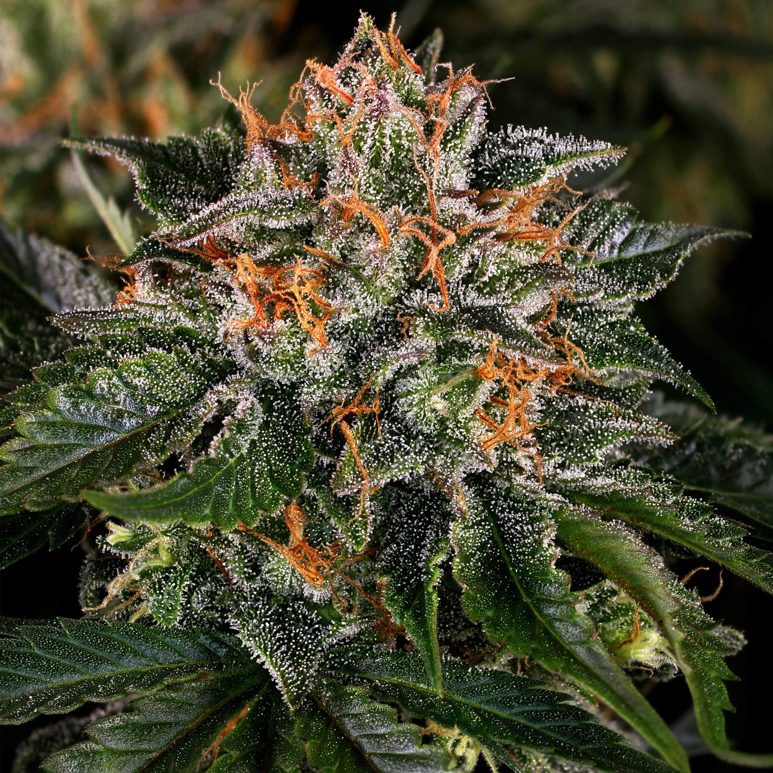 9 Best Kush Strains