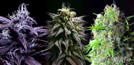 Anandamide: The Human Body's Own THC - WeedSeedShop