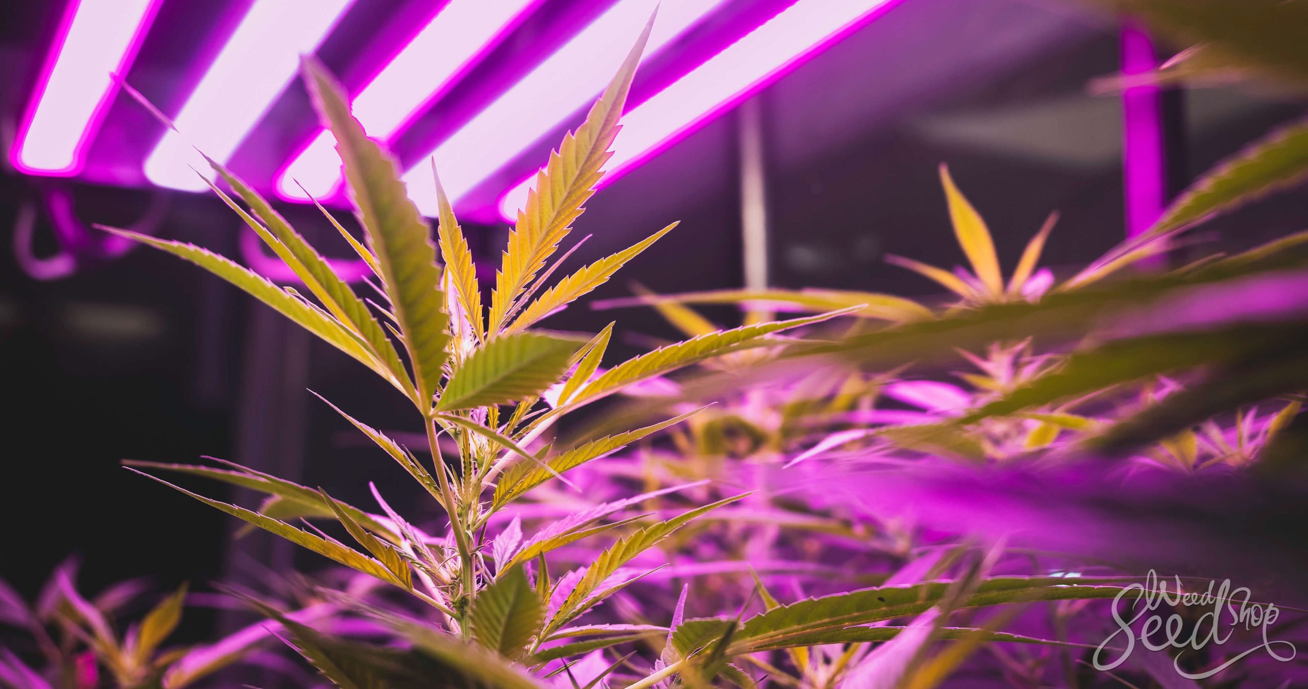 Les meilleure lampes à LED pour le cannabis - WeedSeedShop