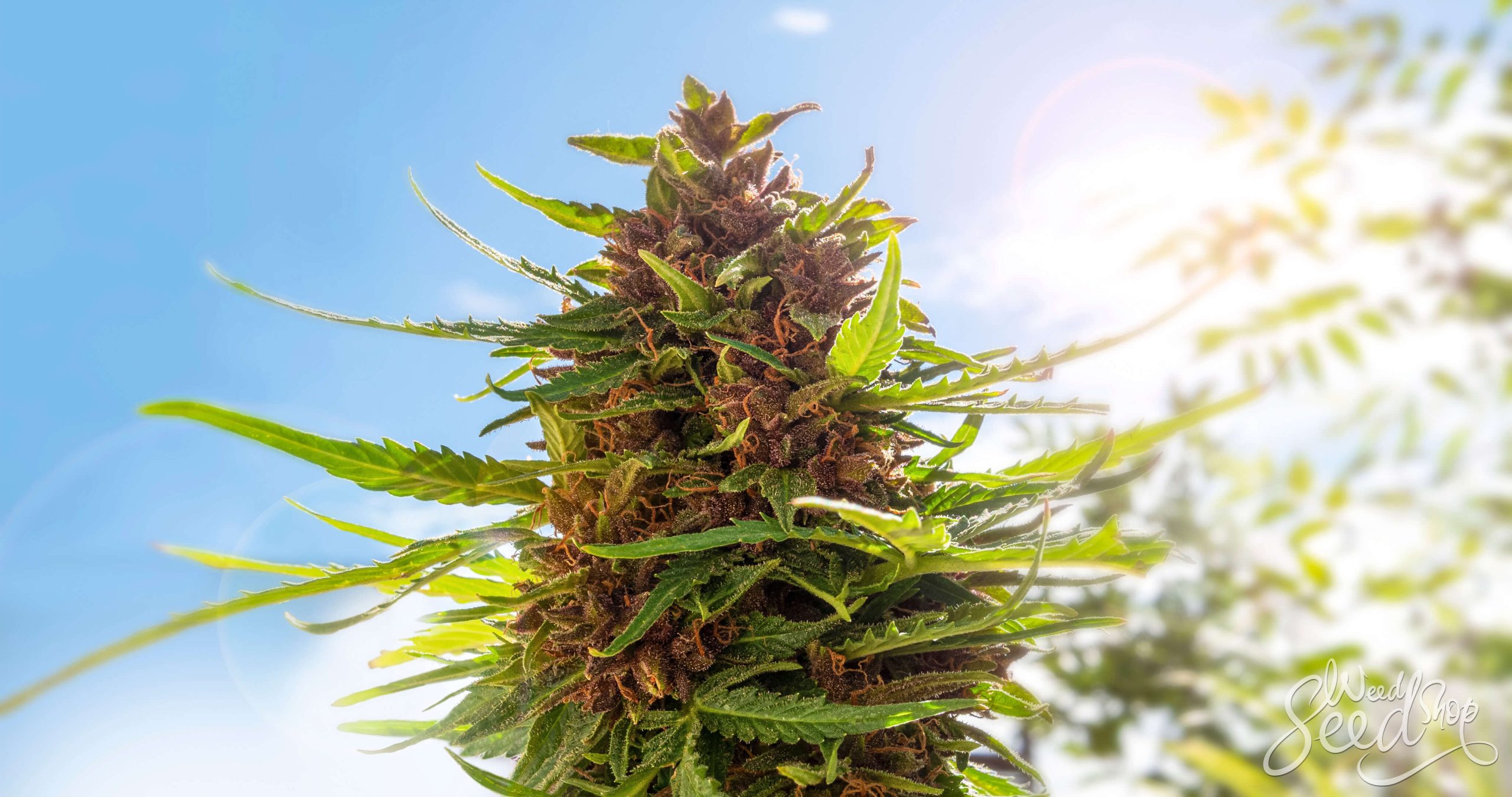 When Does Cannabis Start Flowering Outdoors? - WeedSeedShop