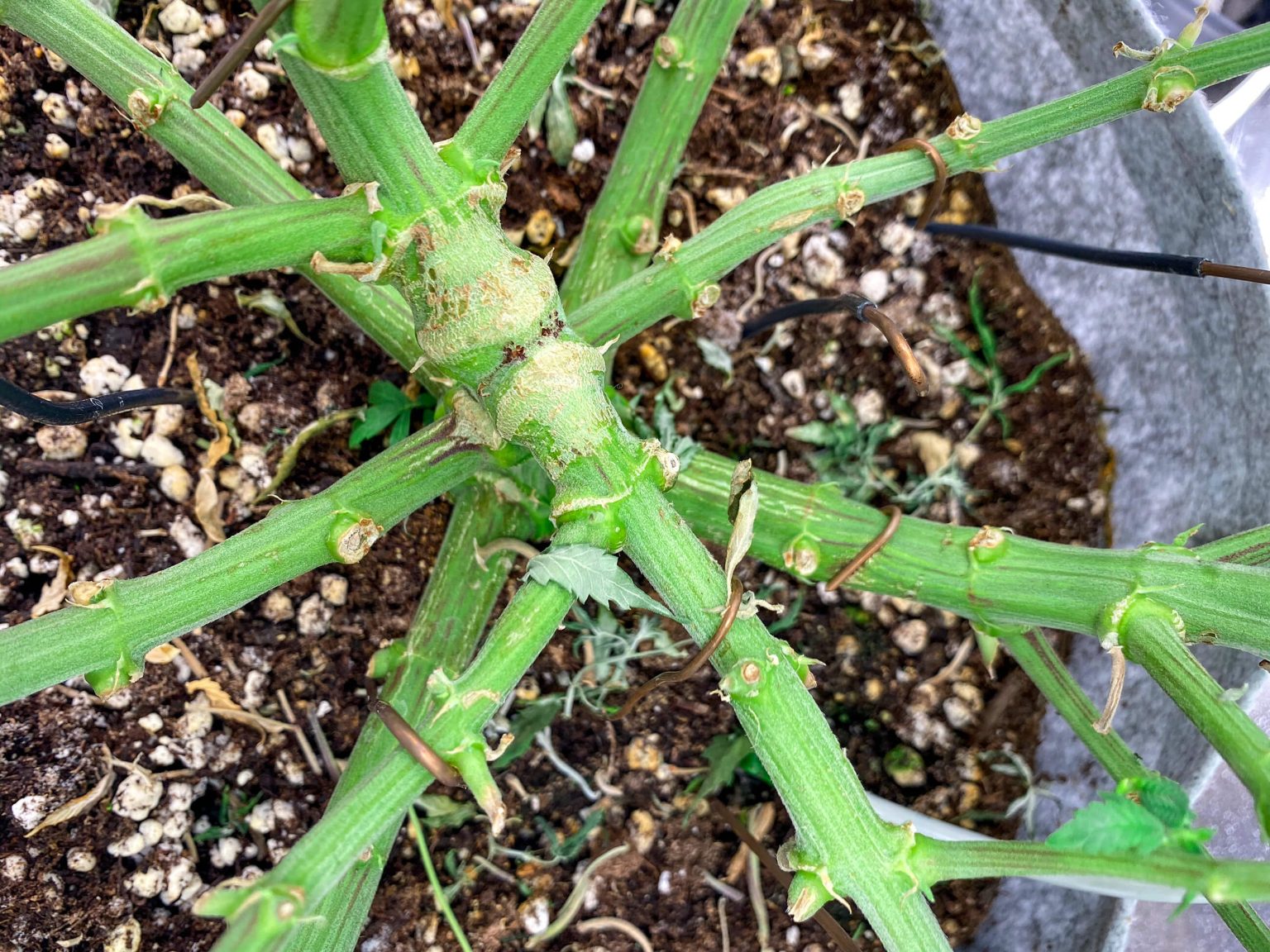 Mainlining Cannabis Plants: How to Grow Giant Plants - WeedSeedShop