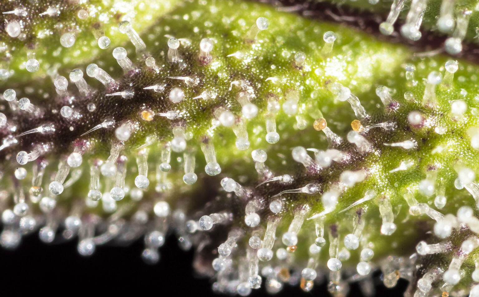 Trichomes on Weed: Cannabis Science that Sticks - WeedSeedShop