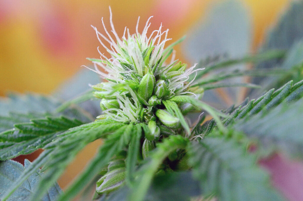 Hermie Weed Plants: Early Signs & What to Do - WeedSeedShop
