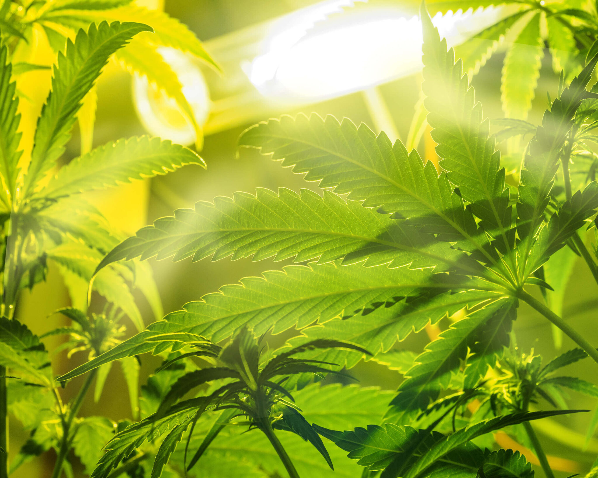 How Much Light Do Cannabis Seedlings Need Light Burn & Light Stress on Cannabis: Signes & Fixes - WeedSeedShop