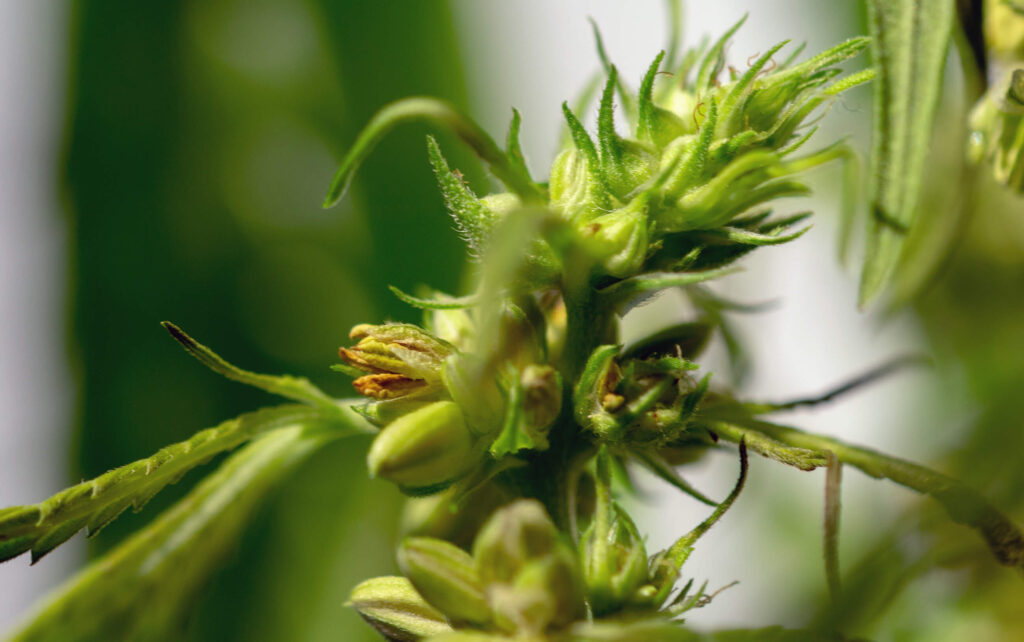 Hermie Weed Plants: Early Signs & What to Do - WeedSeedShop