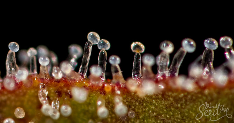 7 Ways to Increase THC in Your Home Grown