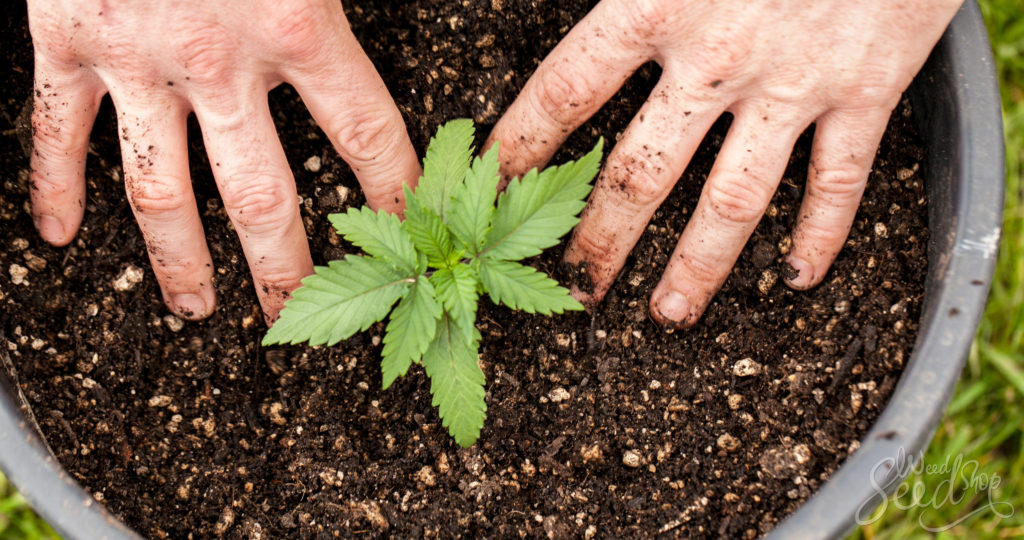 12 astuces pour cultiver une weed écolo - WeedSeedShop