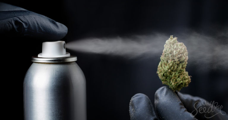 How to Tell if Your Weed Is Laced?