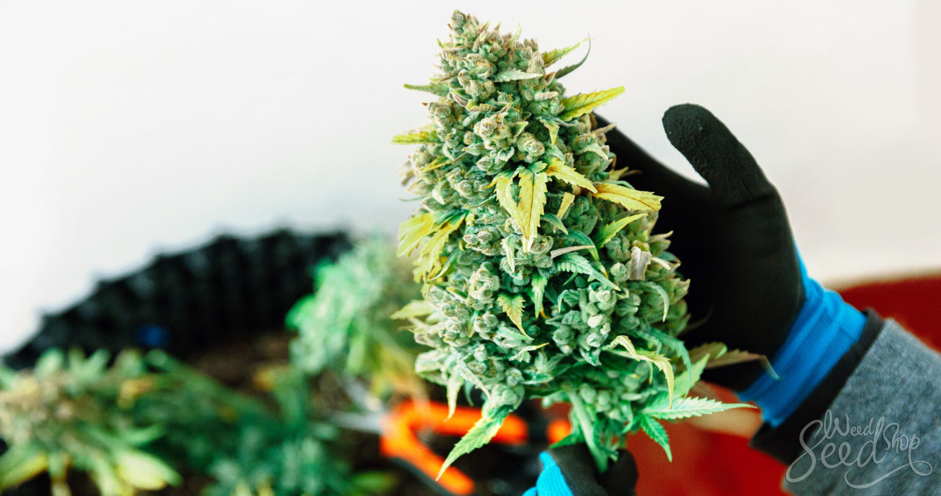 How to Use CO2 to Maximize Yields - WeedSeedShop