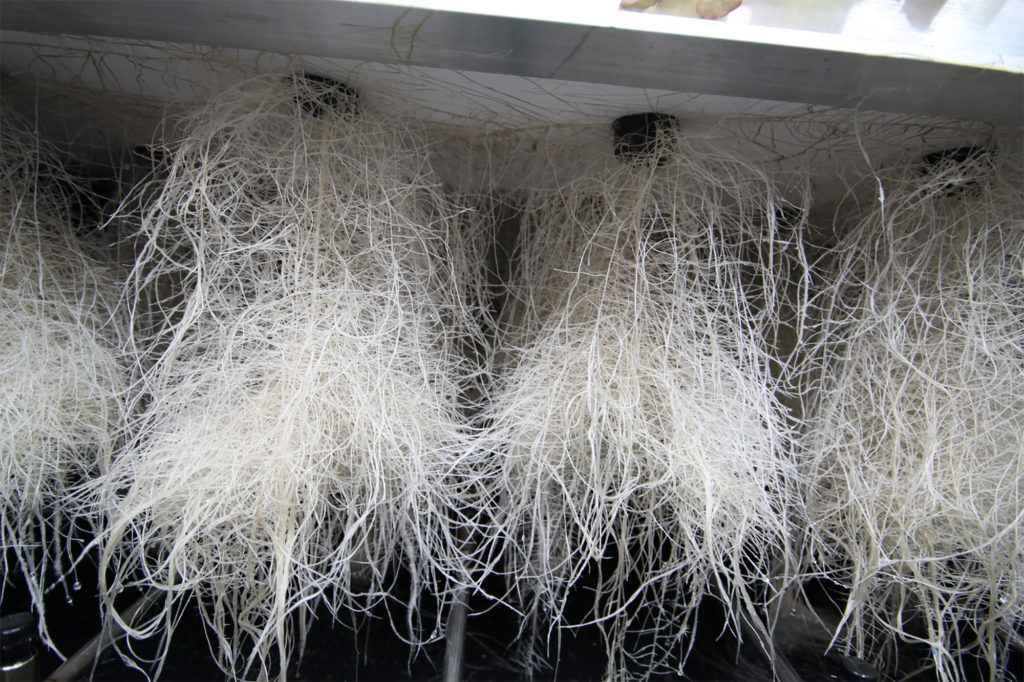 How to Grow Cannabis with an Aeroponics System 