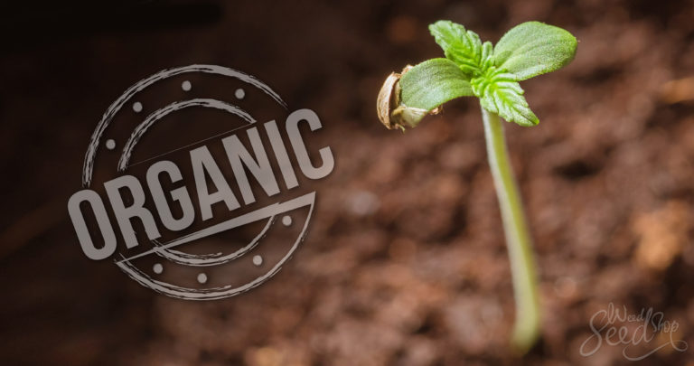 Niet alle cannabis wordt veganistisch geteeld