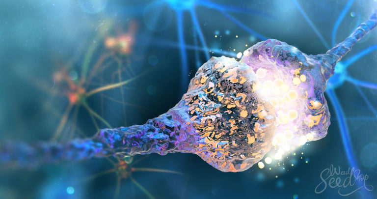 Anandamide: The Human Body’s Own THC