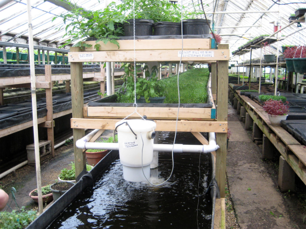 Aquaponics – Wat is het en hoe gebruik je het - WeedSeedShop Blog