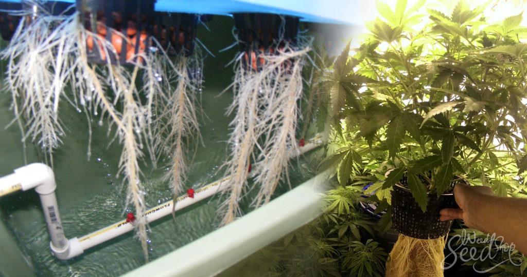 Aquaponics – What is it and how to use it - WeedSeedShop Blog