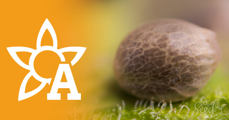 What are Autoflowering Seeds: A Guide to the Basics