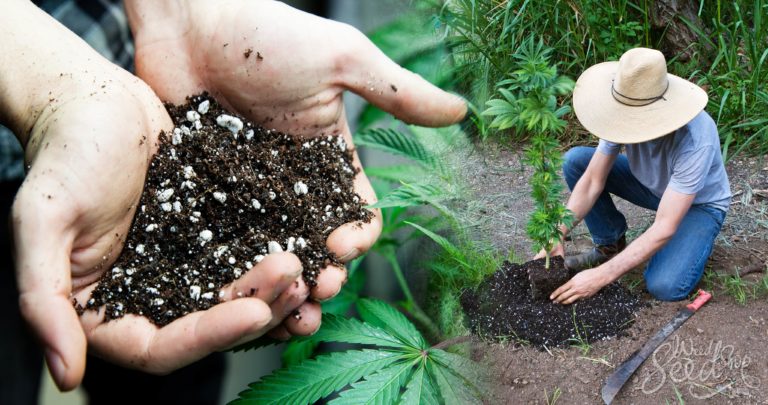 The Best Soil for Growing Cannabis