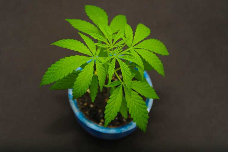 Die Beste Erde für den CannabisAnbau