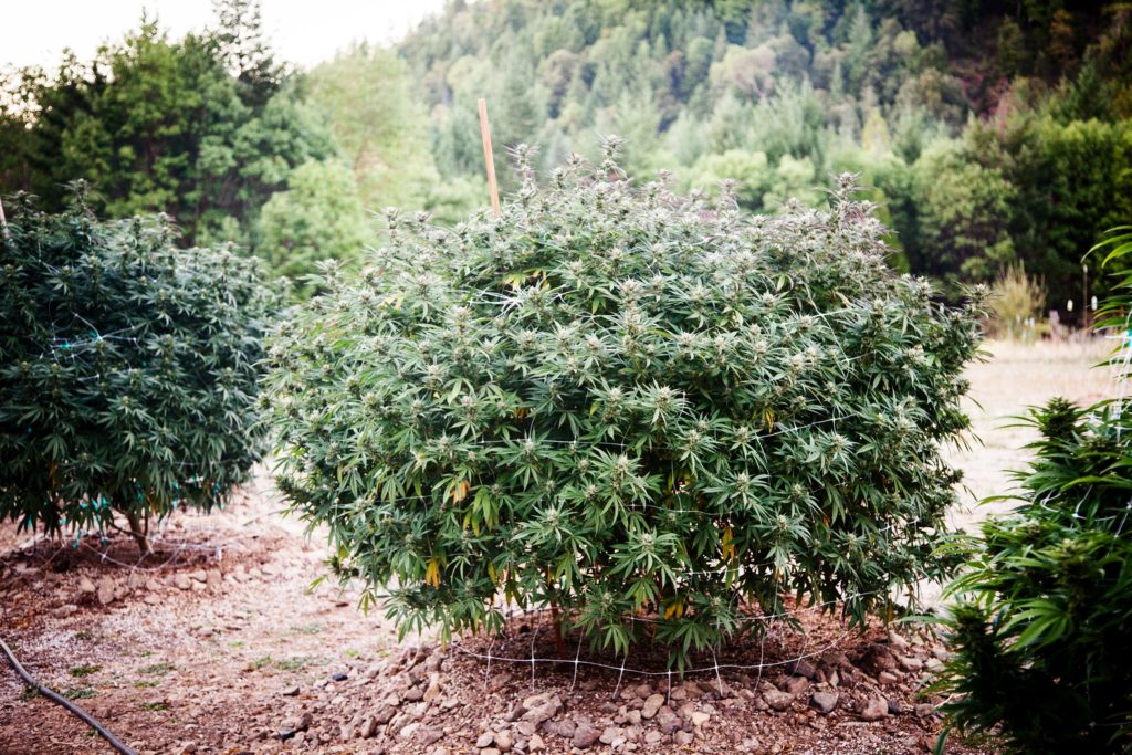 The Best Soil for Growing Cannabis 