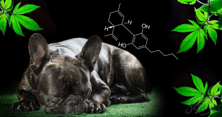 Le CBD pour les animaux – est-ce que ça marche, et comment ?