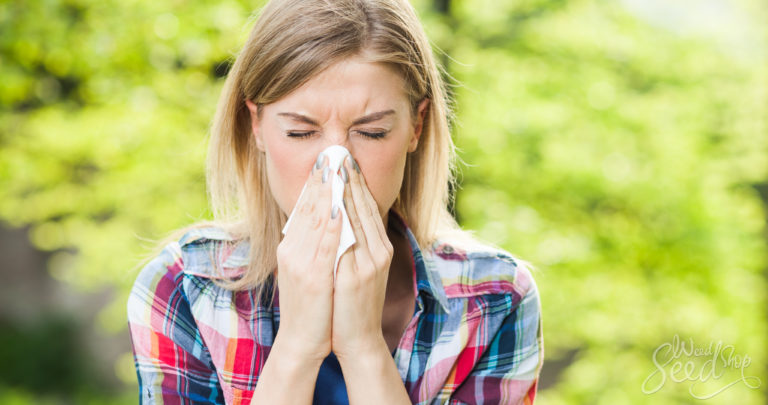 Can You Be Allergic To Cannabis?