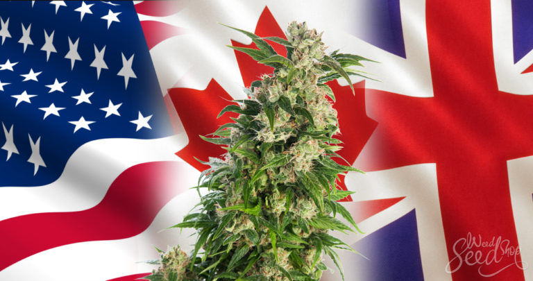 Een onderzoek naar de verschillen tussen cannabis in de VS, Canada en het VK