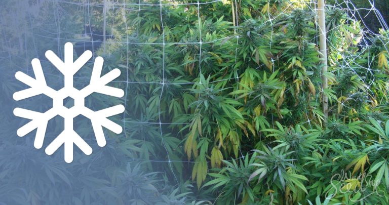 Top 10 Tips for Growing Cannabis in Cold Climates