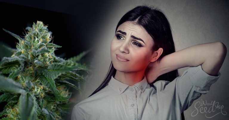 Comment le cannabis peut réduire les douleurs chroniques