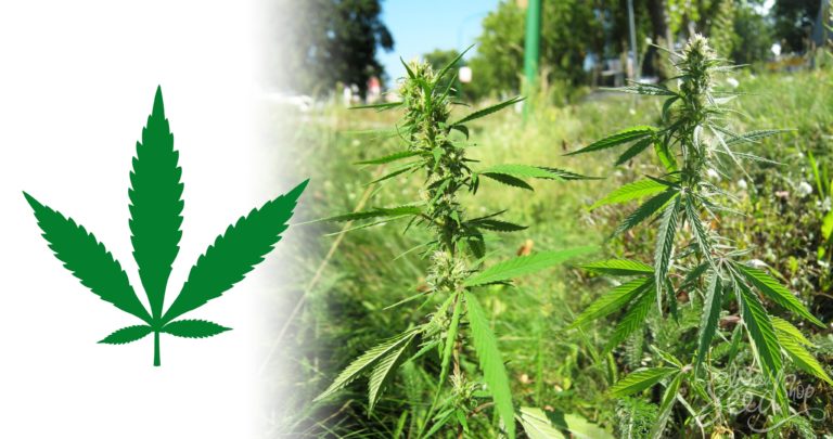 Cannabis Ruderalis: The Third Weed