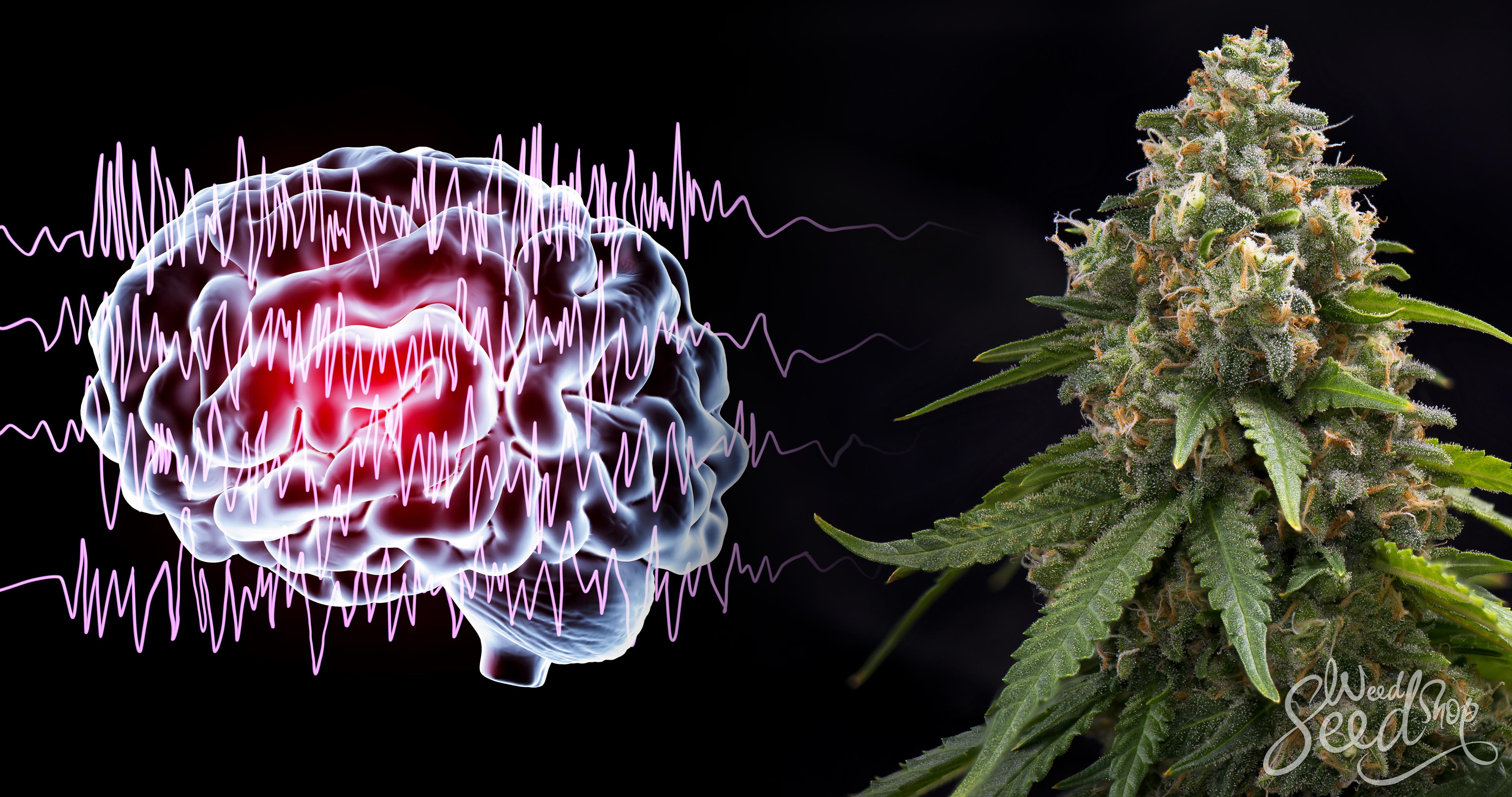 Kann Cannabis Epilepsie oder andere Anfälle behandeln? - WeedSeedShop