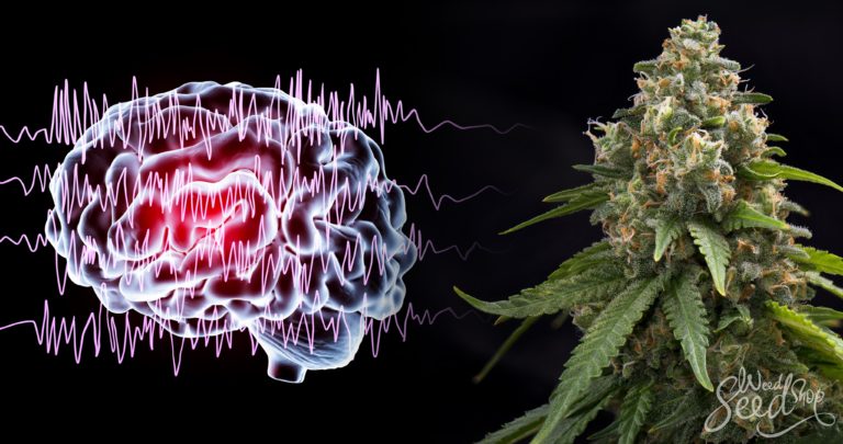 Is Cannabis the Cure for Epileptic and Non-epileptic seizures?