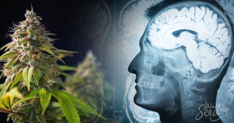 Does Marijuana Cause Psychosis & Schizophrenia?