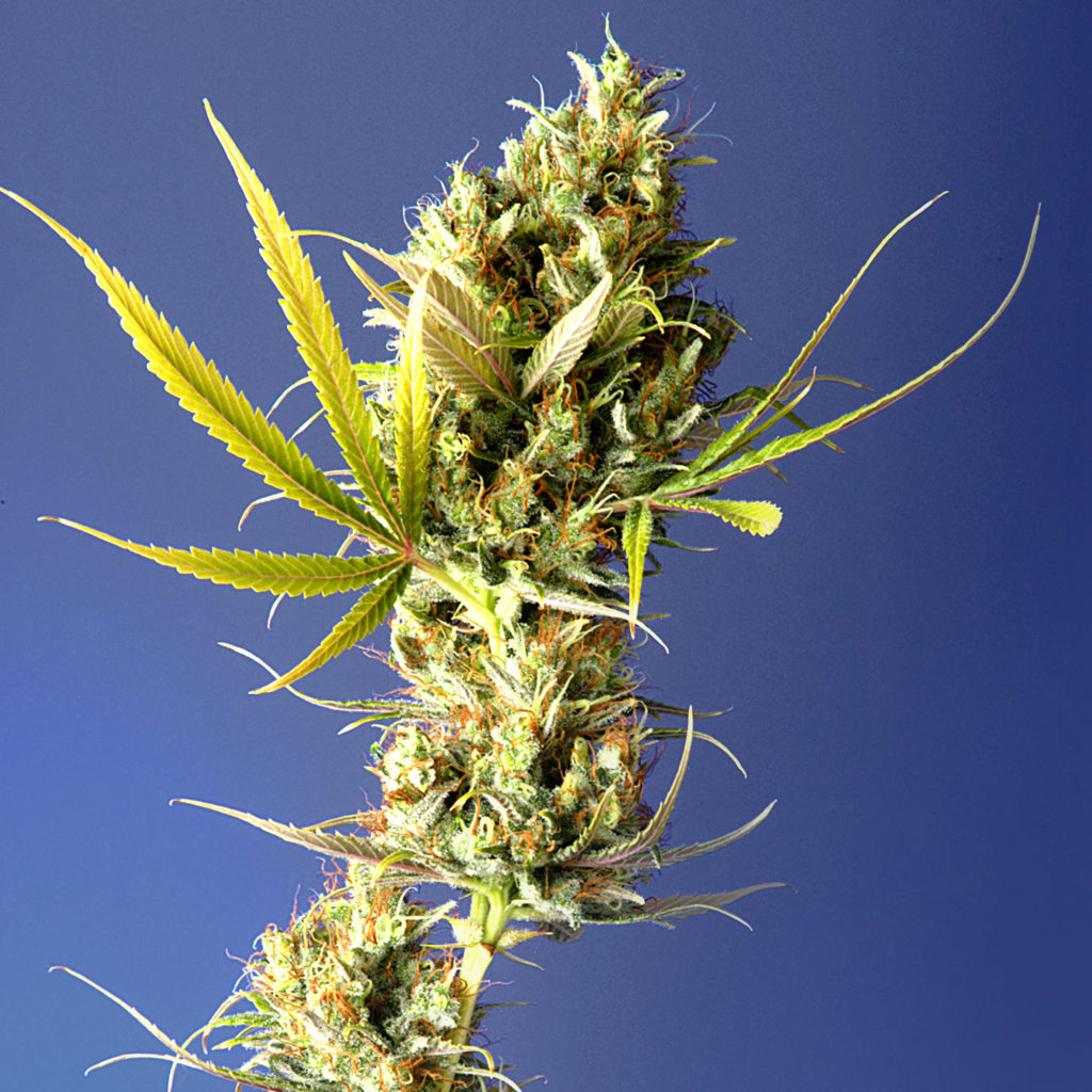 What Are Landrace Strains and Why Do They Matter? - WeedSeedShop