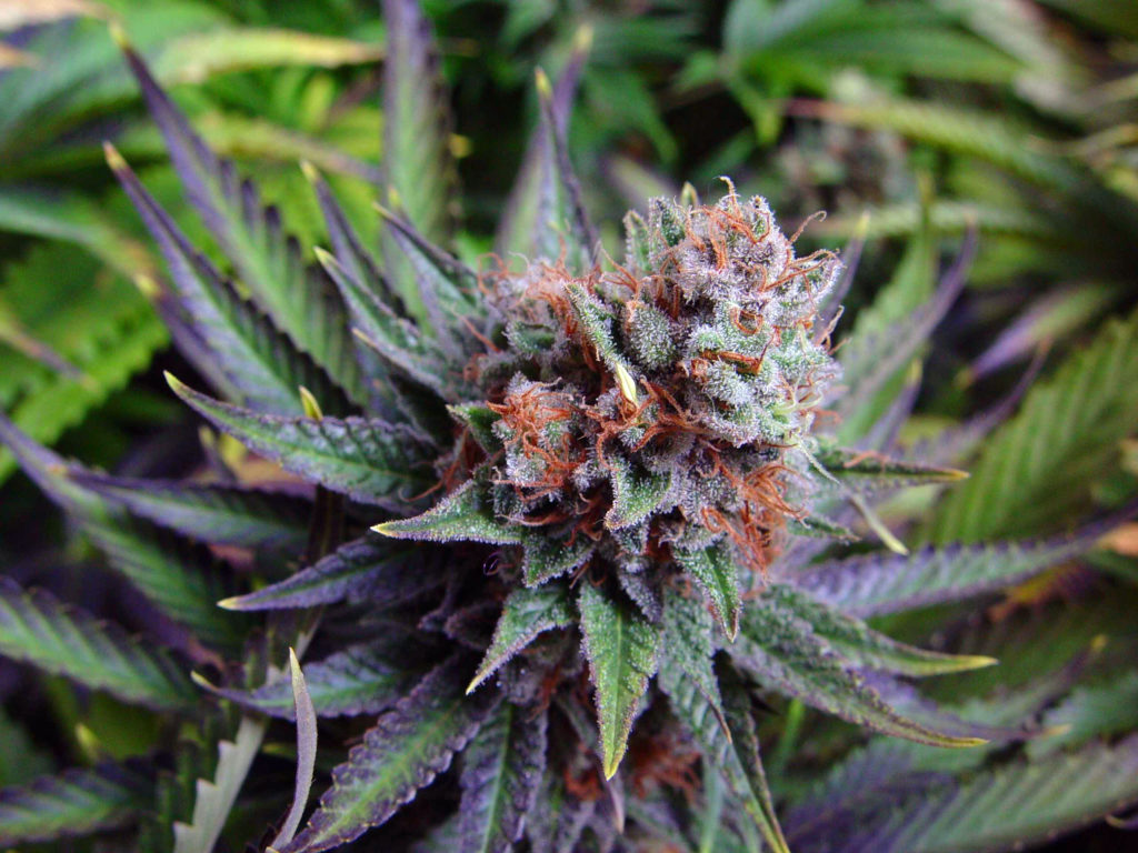 8 Best Energizing Strains for Daytime Use - WeedSeedShop