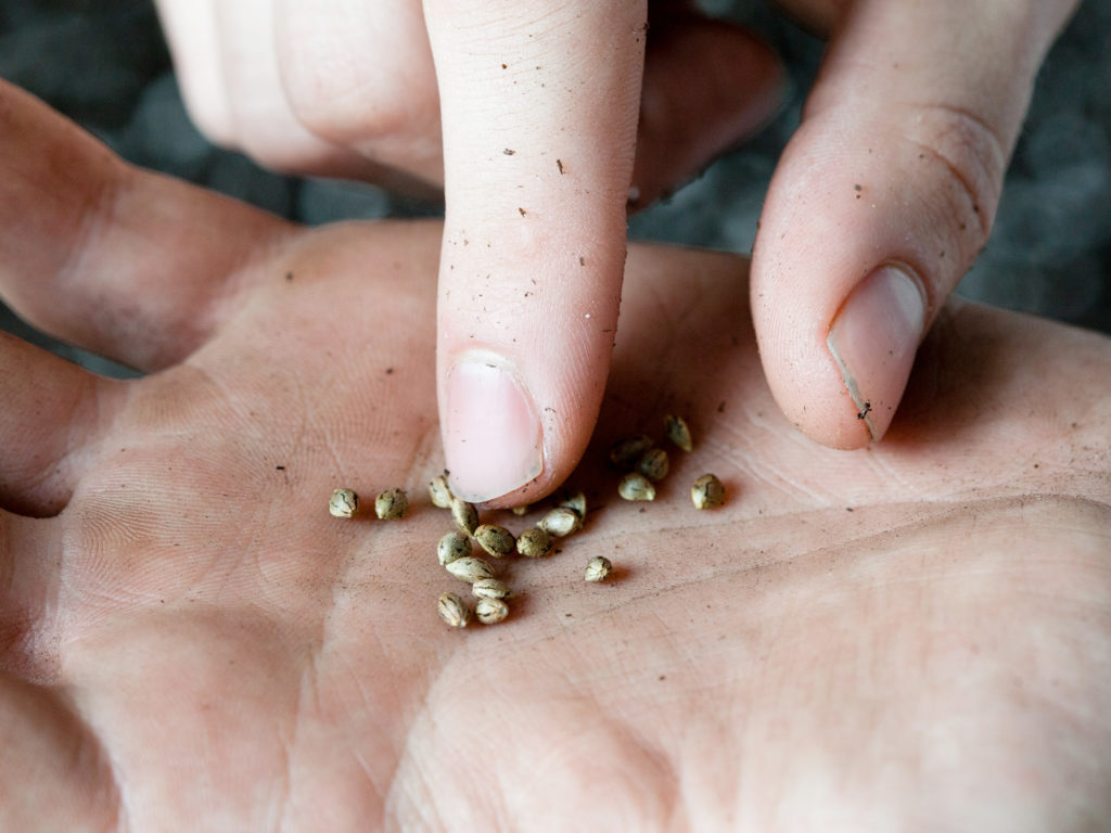 Er is tijd en geduld nodig voor het kweken van je eerste generatie hybride wietplant.