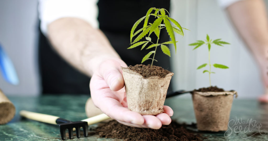 Wichtige Werkzeuge Für Den Indoor Cannabis Anbau - WeedSeedShop