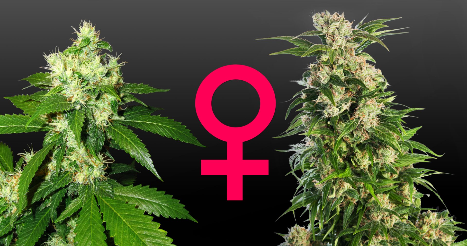 What Are Feminized Cannabis Seeds?