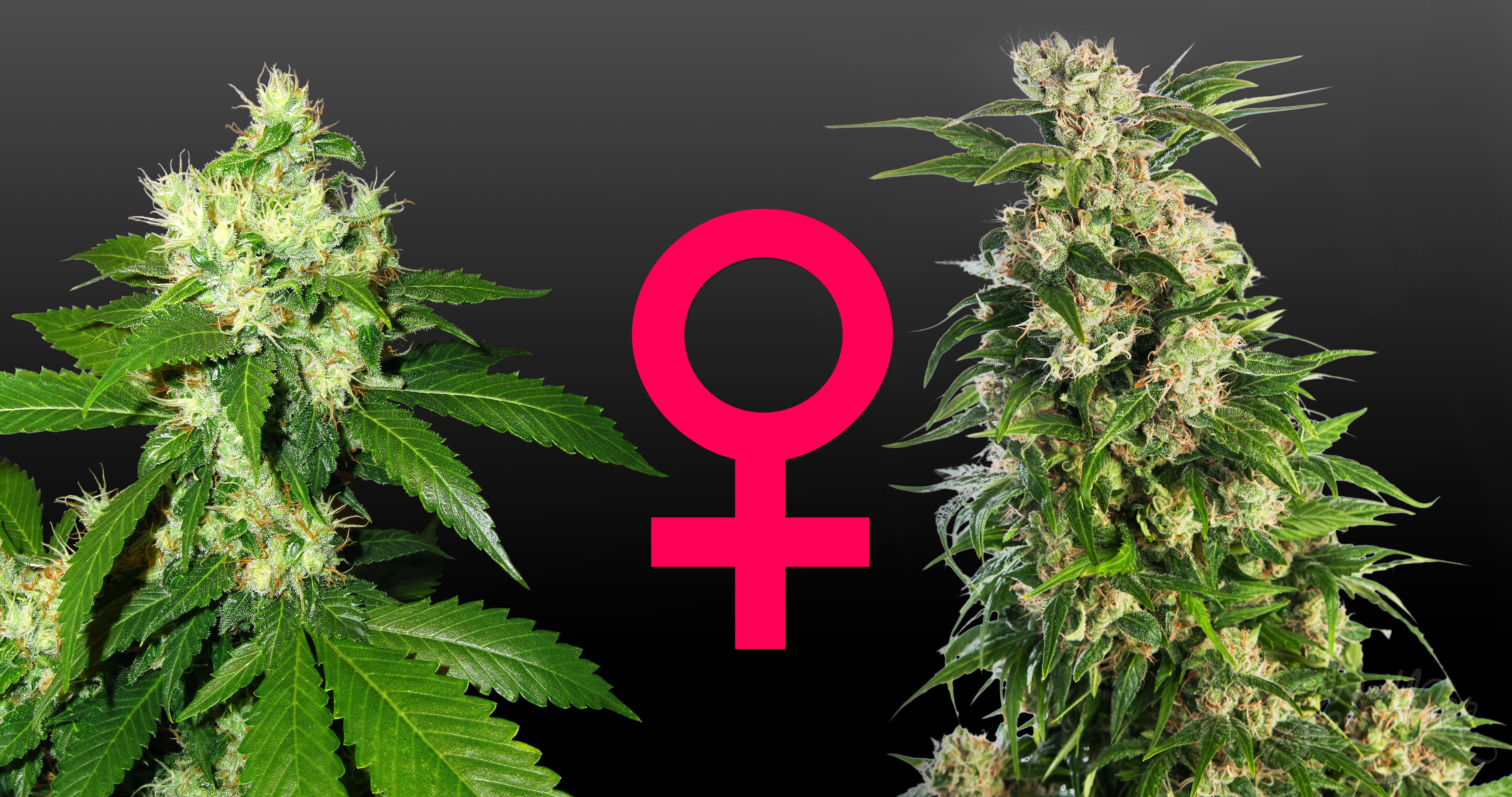 What Are Feminized Cannabis Seeds? - WeedSeedShop